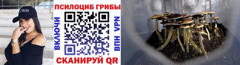 дарнет шоп Стародуб Галлюциногенные грибы GOLDEN TEACHER